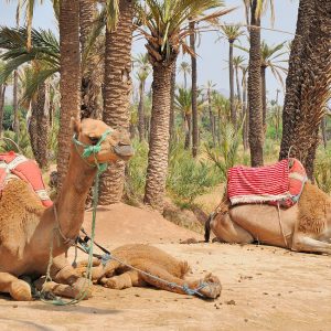 Quad & Camel Ride in Marrakech Palmeraie – Private Tour